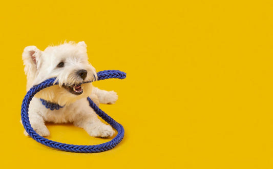 Altersgerechte Beschäftigung: So bleibt Ihr Kaninchen in jeder Lebensphase glücklich und fit -  PAWSOMETIME