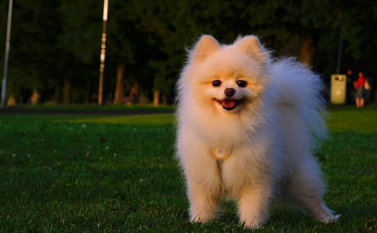 Zwergspitz - Pawsometime