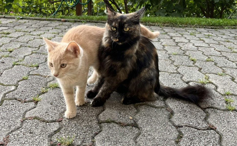 Katzen - Pawsometime