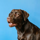 Labrador Retriever - Pawsometime