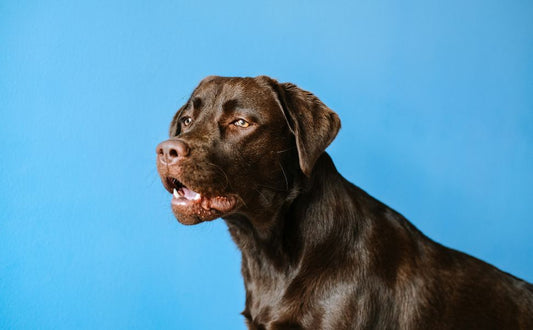 Labrador Retriever - Pawsometime