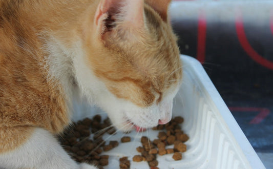 Katzenfutter  - Pawsometime