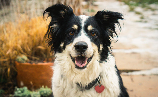 Hunde  - Pawsometime