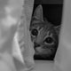 Zweitkatze zieht ein: Was tun, wenn die neue Katze versteckt sich den ganzen Tag? - Pawsometime