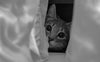 Zweitkatze zieht ein: Was tun, wenn die neue Katze versteckt sich den ganzen Tag? - Pawsometime