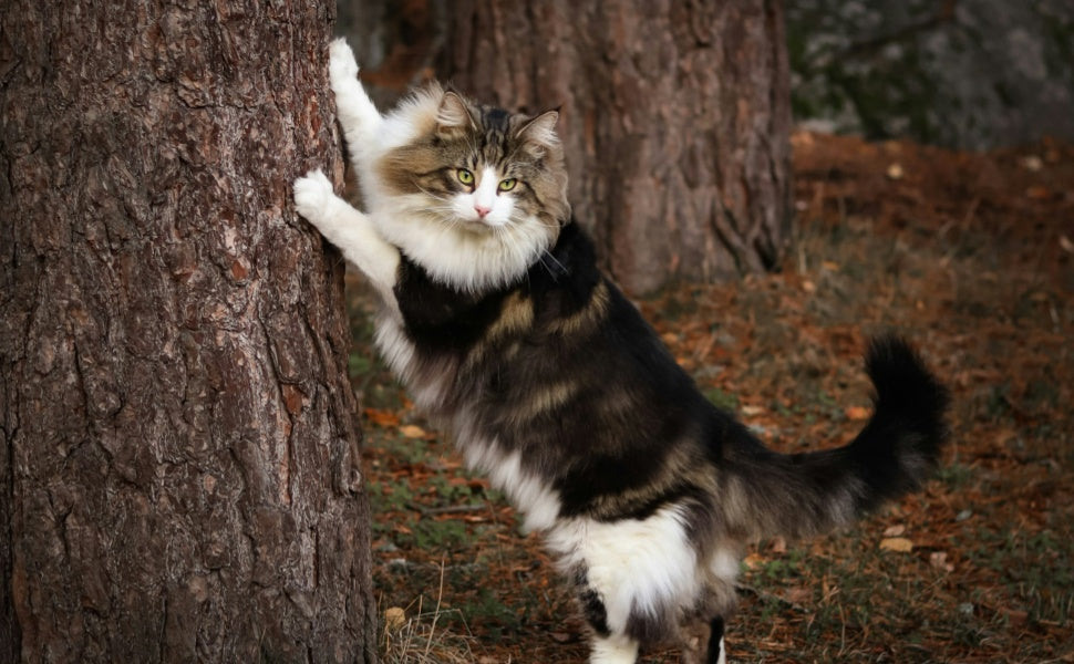 Norwegische Waldkatze - Pawsometime