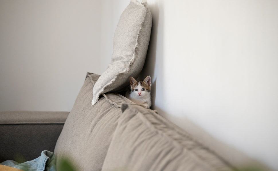 die versteckte Katze - Pawsometime