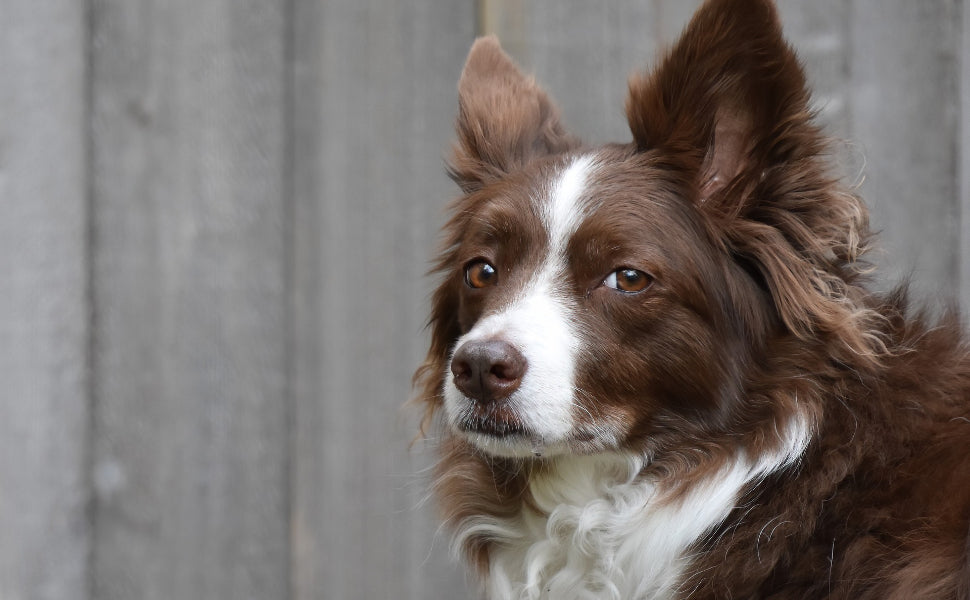schnüffelmatte hund - Pawsometime
