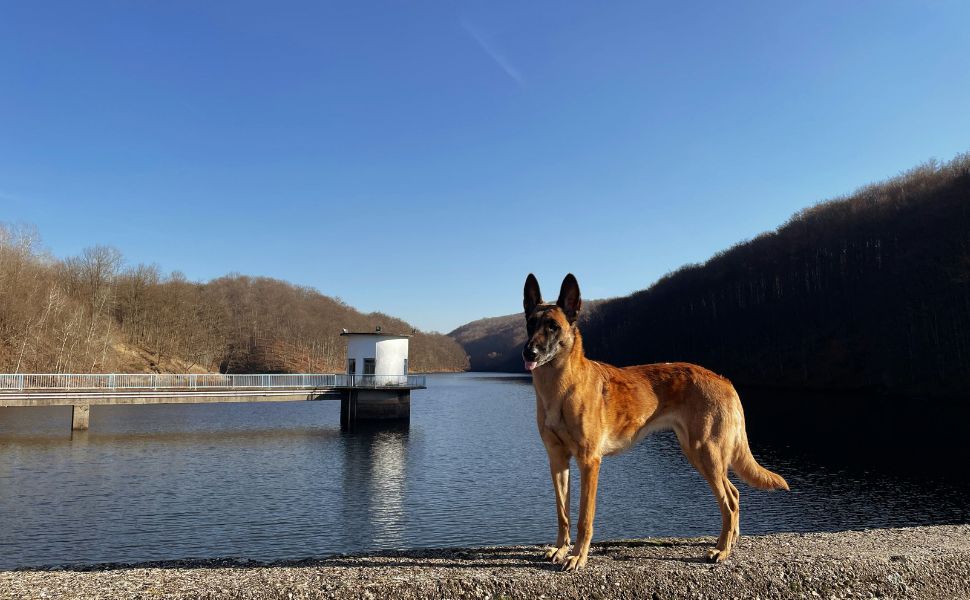 Malinois- Pawsometime