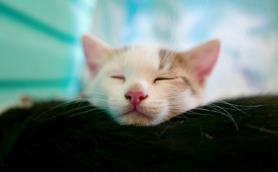 Schlafende Katze - Pawsometime