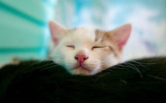 Schlafende Katze - Pawsometime