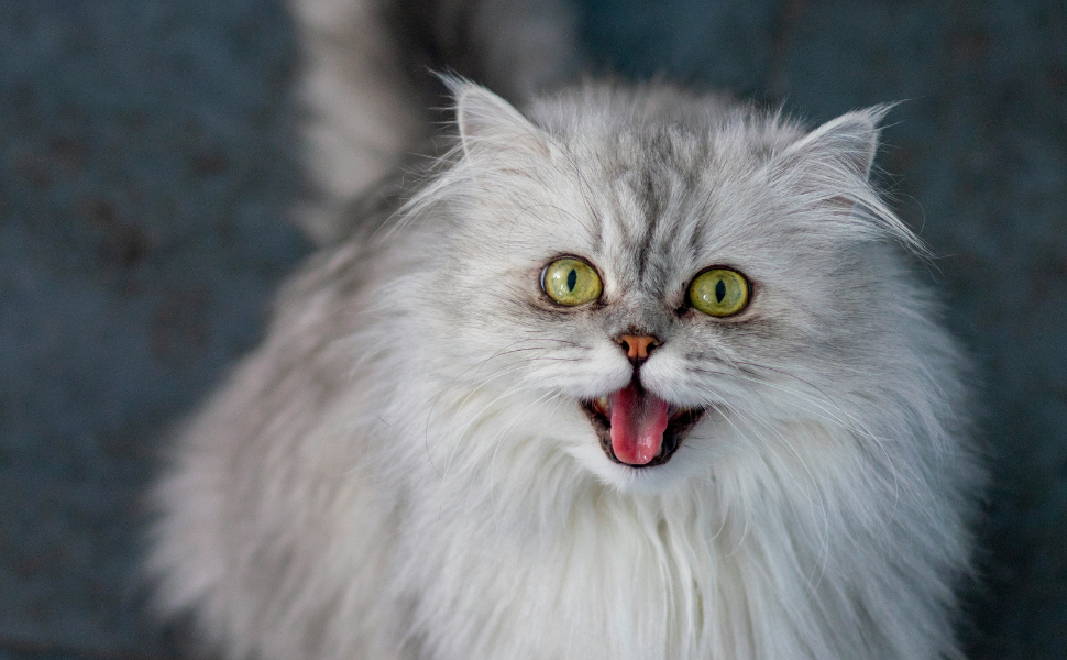 süße Katze - Pawsometime