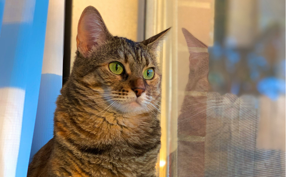 Katzenbeobachtung - Pawsometime