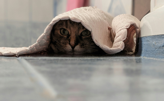 Versteckende Katze - Pawsometime