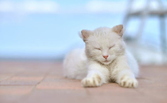 Entspannende Katze - Pawsometime