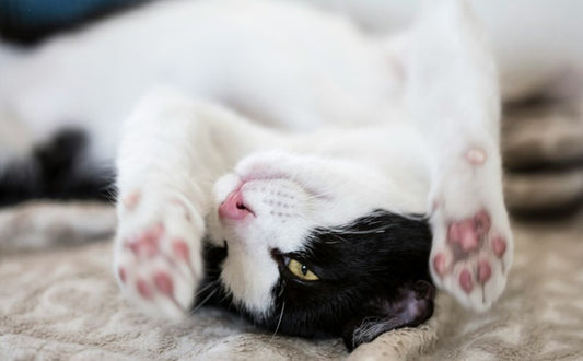 Katze spielt - Pawsometime