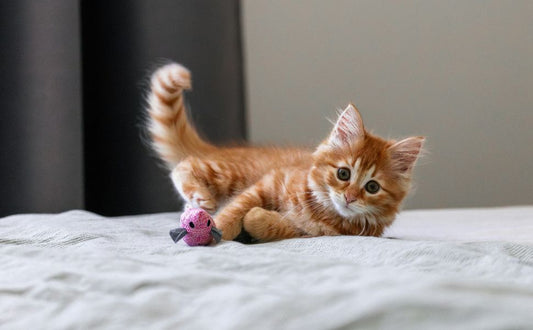 Katzenball - Pawsometime