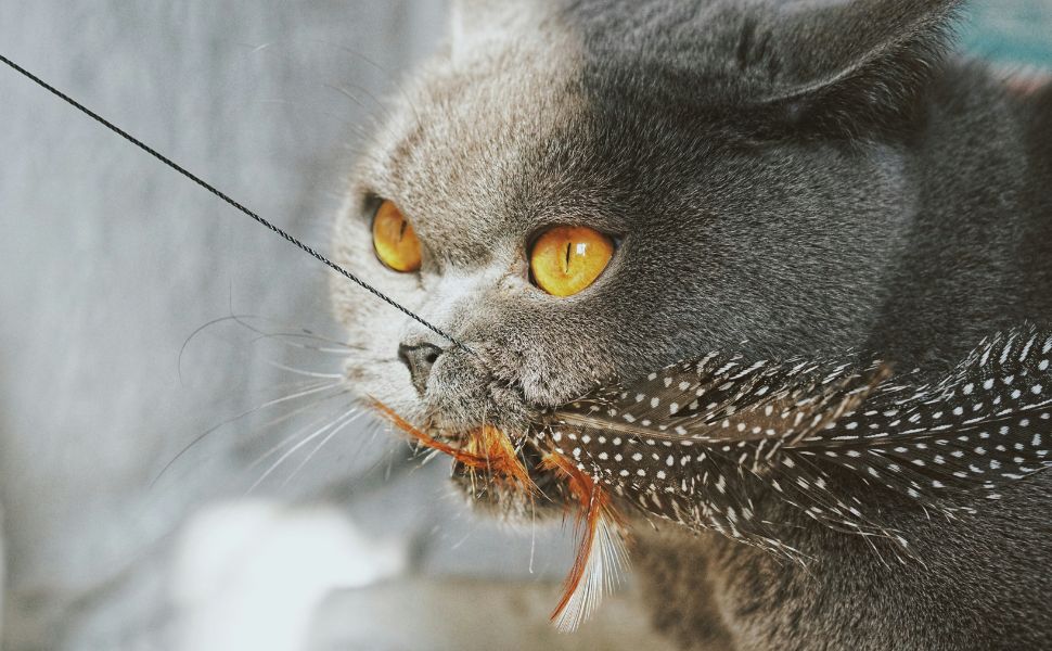 Katze Spielzeug - Pawsometime