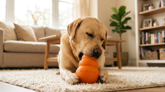 Unzerstörbares Hundespielzeug Der ultimative Leitfaden - PAWSOMETIME