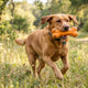Hundespielzeug Unkaputtbar Was wirklich hält - PAWSOMETIME