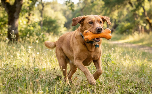 Hundespielzeug Unkaputtbar Was wirklich hält - PAWSOMETIME