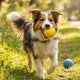 Den perfekten Hundeball finden: Kaufratgeber für Spieltyp & Bedürfnisse - PAWSOMETIME