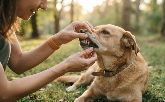 Frühe Warnzeichen bei Dehydrierung und Unterzuckerung beim Hund erkennen - PAWSOMETIME