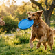 Hundefrisbee Akzeptanz-Guide So bringen Sie Ihrem Hund den Spaß bei - PAWSOMETIME