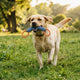 Robustes Hundespielzeug für große Hunde - PAWSOMETIME