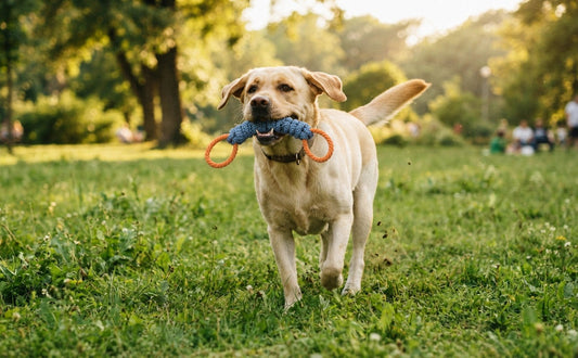 Robustes Hundespielzeug für große Hunde - PAWSOMETIME