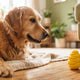 Frühe Anzeichen von Unterforderung und oralen Problemen beim Hund erkennen - PAWSOMETIME