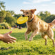 Gesundheit und Sicherheit beim Hundefrisbee-Spiel - PAWSOMETIME