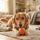 Kauverhalten bei Hunden verstehen und Spielzeug passend wählen - PAWSOMETIME