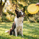 Ist mein Hund für Frisbee geeignet Rasse Körperbau Fitness verstehen - PAWSOMETIME