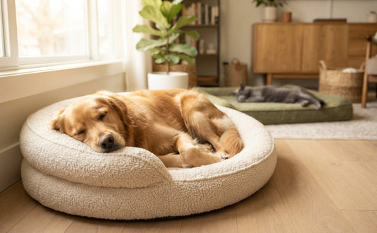 Der ultimative Komfort-Check Wie Sie das perfekte Bett auswählen - PAWSOMETIME