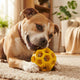 Kauspielzeug für aggressive Kauer Welches Gummi-Hundespielzeug hält wirklich stand - PAWSOMETIME