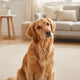 Weiches Quietschspielzeug vs Robustes Quietschspielzeug Komfort oder Langlebigkeit für Ihren Hund - PAWSOMETIME