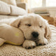 Das Welpen Kuscheltier als Entwicklungshilfe - PAWSOMETIME