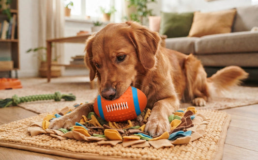 Interaktives Hundespielzeug für spezielle Bedürfnisse - PAWSOMETIME