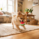 Warum kleine Hunde anders spielen verstehen - PAWSOMETIME