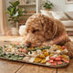 Schnüffelkompetenzen bei Hunden nach Lebensphase und Gesundheit - PAWSOMETIME