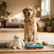 Der ultimative Guide Hundespielzeug richtig auswählen - PAWSOMETIME