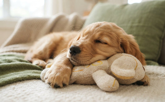 Das ideale Kuscheltier für besondere Situationen - PAWSOMETIME