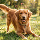 Hundekörpersprache beim Spielen verstehen - PAWSOMETIME