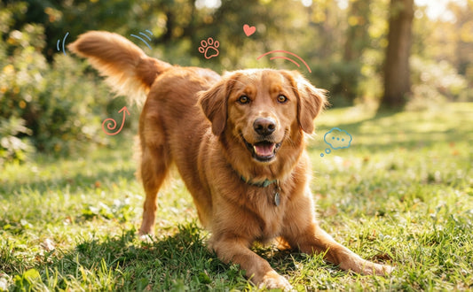 Hundekörpersprache beim Spielen verstehen - PAWSOMETIME
