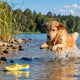 Sichtbarkeit und Form im Wasser bei Spielzeugen verstehen - PAWSOMETIME