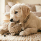 Warum kauen Welpen an Kuscheltieren verstehen - PAWSOMETIME