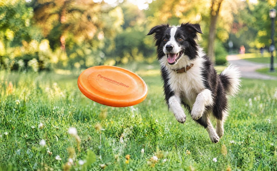 Die perfekte Hundefrisbee finden Welches Modell passt zu Temperament und Spielstil Ihres Hundes - PAWSOMETIME