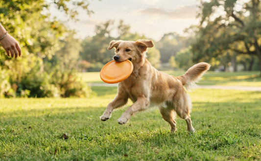Sicher spielen mit Hunde-Frisbee Verletzungsrisiken vermeiden - PAWSOMETIME