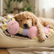 Emotionale Unterstützung für Welpen Welches Kuscheltier hilft - PAWSOMETIME